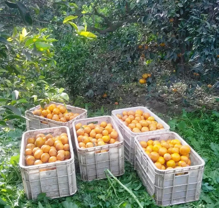 Kinnow Mandarin Citrus