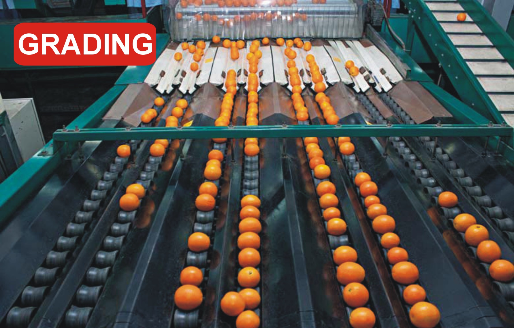 Kinnow Mandarin Citrus Orange Bilal enterprises import and export pakistan