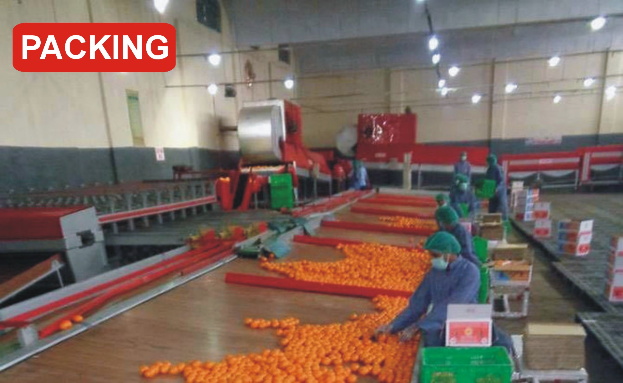 Kinnow Mandarin Citrus orange Bilal Enterprises Sargodha import and Export Paksitan 