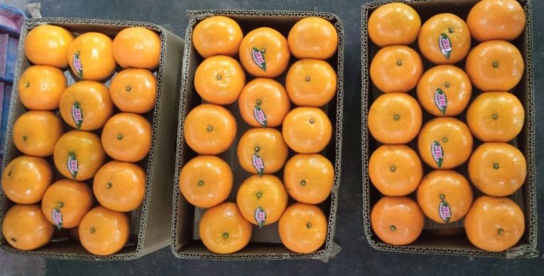 Kinnow Mandarin citrus 