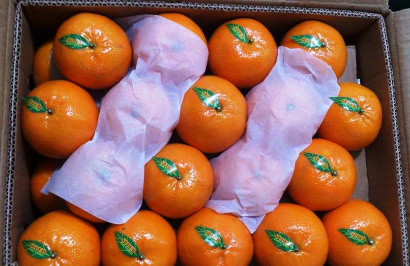 Mandarin Kinnow Export from Pakistan 2023