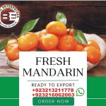 Bilal Enterprises Import and export Kinnow citrus oranges from Pakistan