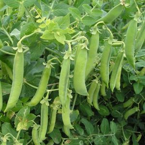 Pea Fresh Vegetable | Super Quality Pea Available with Customized packing from Bilal Enterprises (Import and Export) company in Pakistan. Best Quality Products with best price.bilalenterprisespak@gmail.com