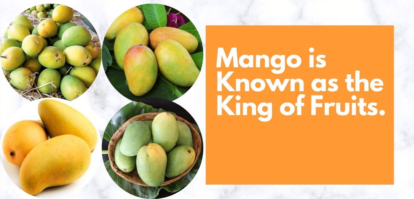 Why mango is king of fruits