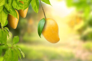 MANGO SEASON STARTED MAY 2025 IN PAKISTAN
