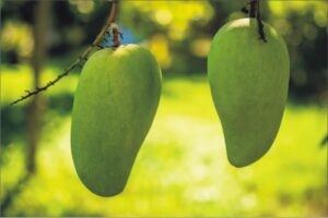 MANGO SEASON STARTED MAY 2025 IN PAKISTAN