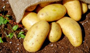 Potatoes and Health