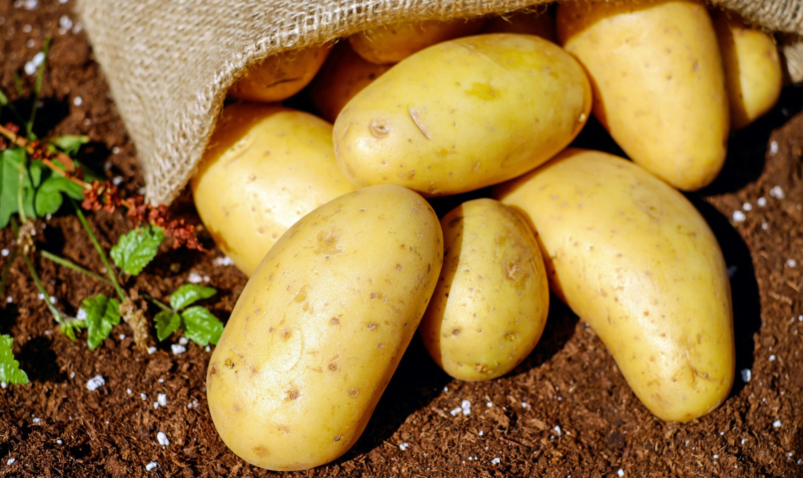 Potatoes and Health