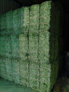 Premium Quality Alfalfa Hay 
