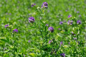 Premium Quality Alfalfa Hay