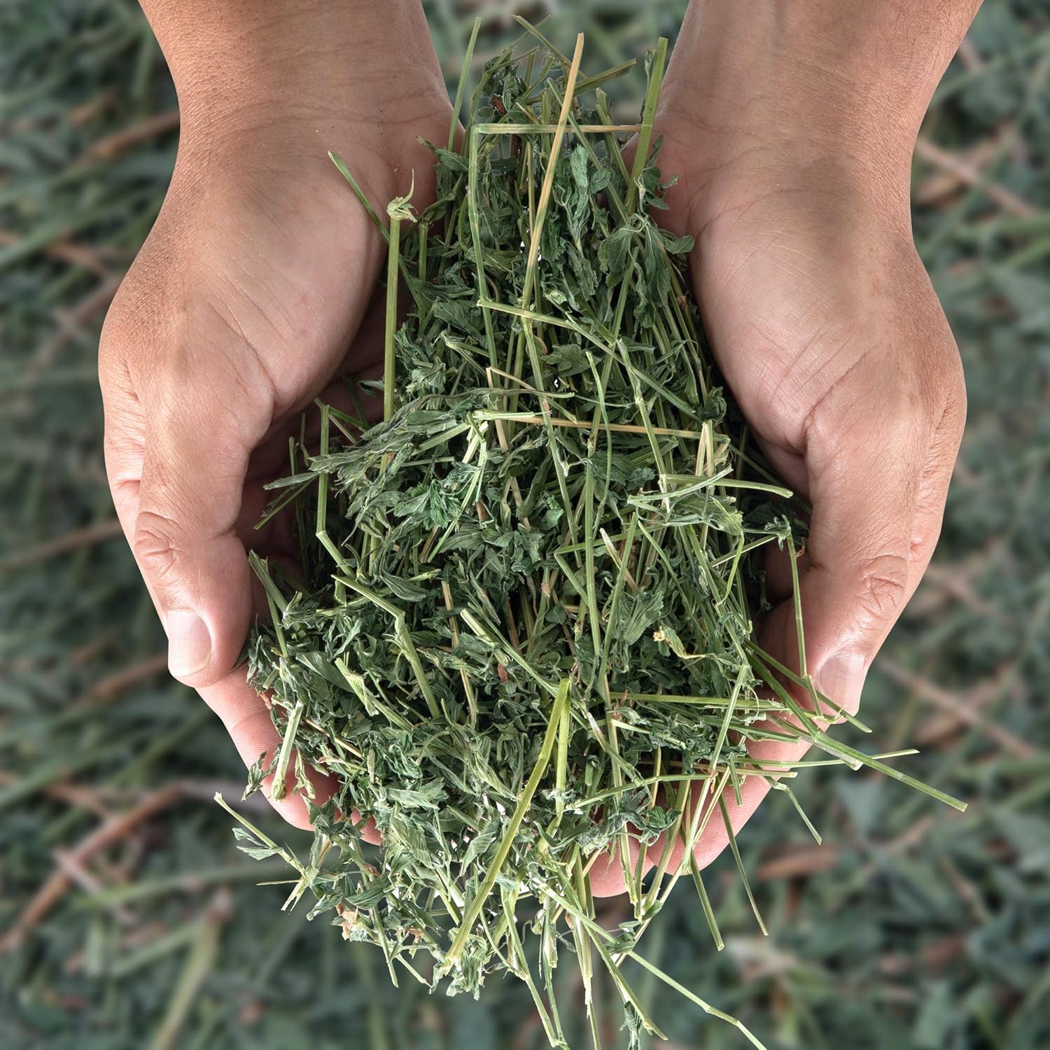 Premium Quality Alfalfa Hay 