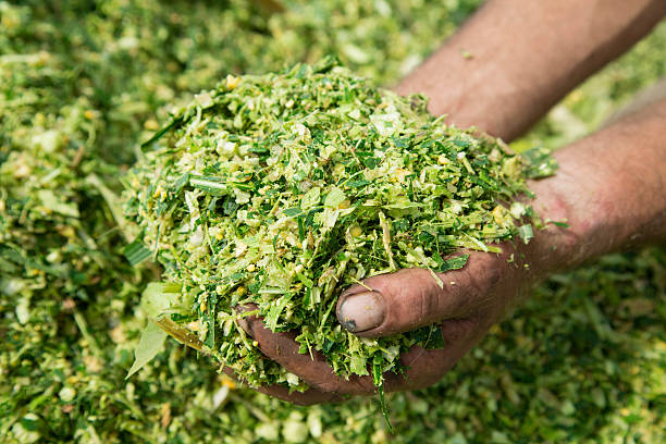 Corn Silage – High Energy 