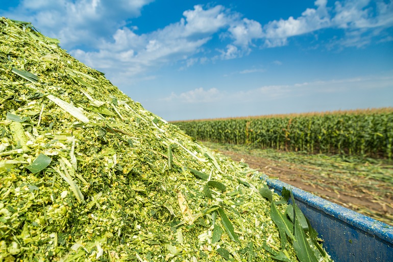 Corn Silage – High Energy 