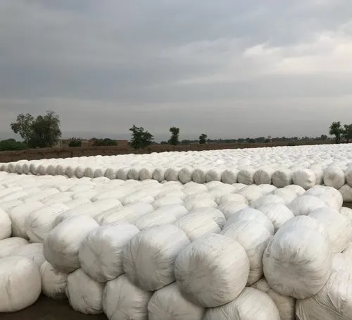 Corn Silage – High Energy 