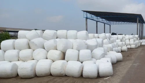 Corn Silage – High Energy 