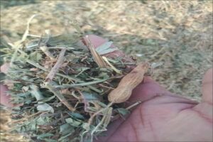 Peanut Straw