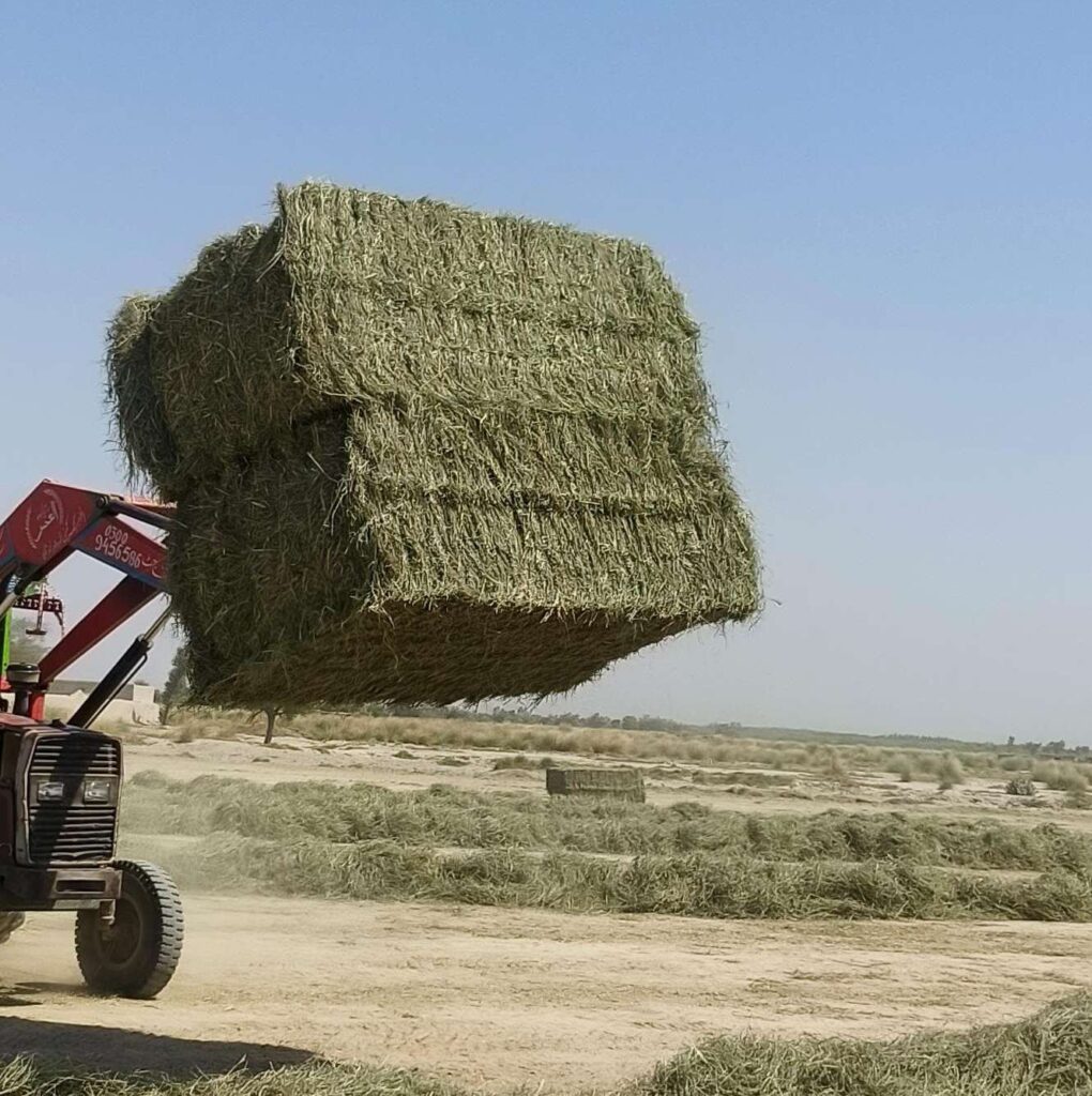Rhodes Grass Hay 