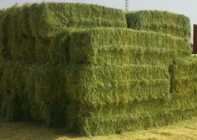 Rhodes Grass Hay 