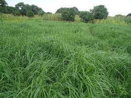 Rhodes Grass Hay 