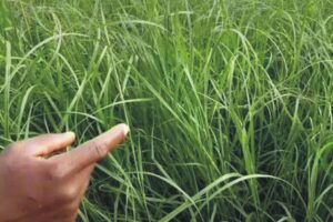 Rhodes Grass Hay