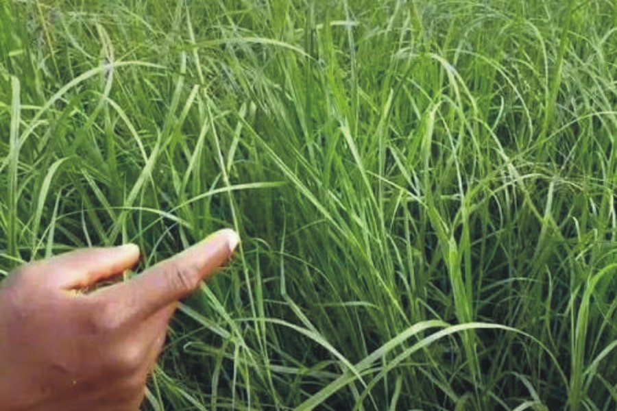 Rhodes Grass Hay