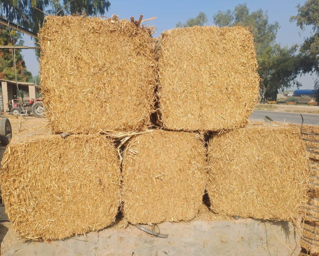 Premium Wheat Straw 