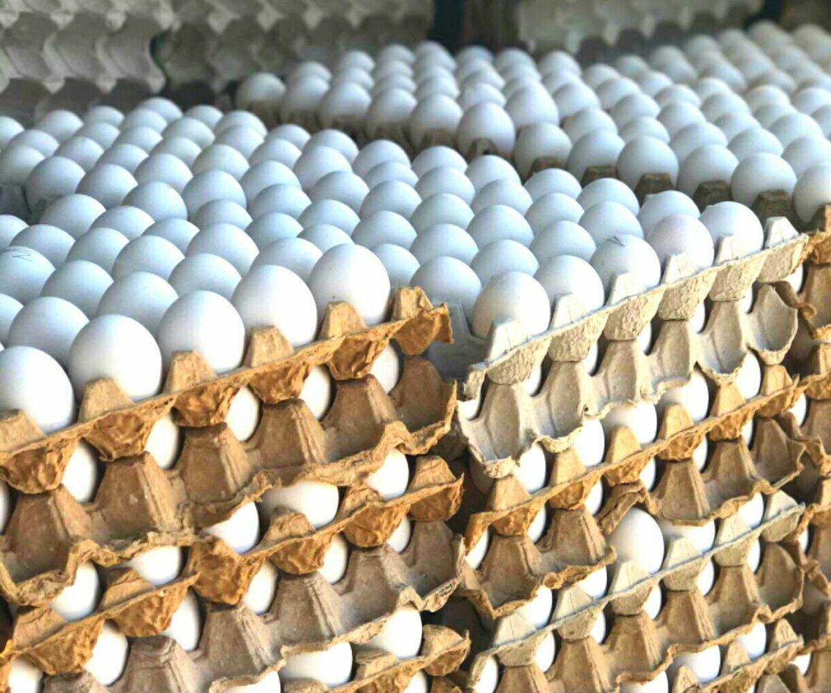 Export Quality Egg 