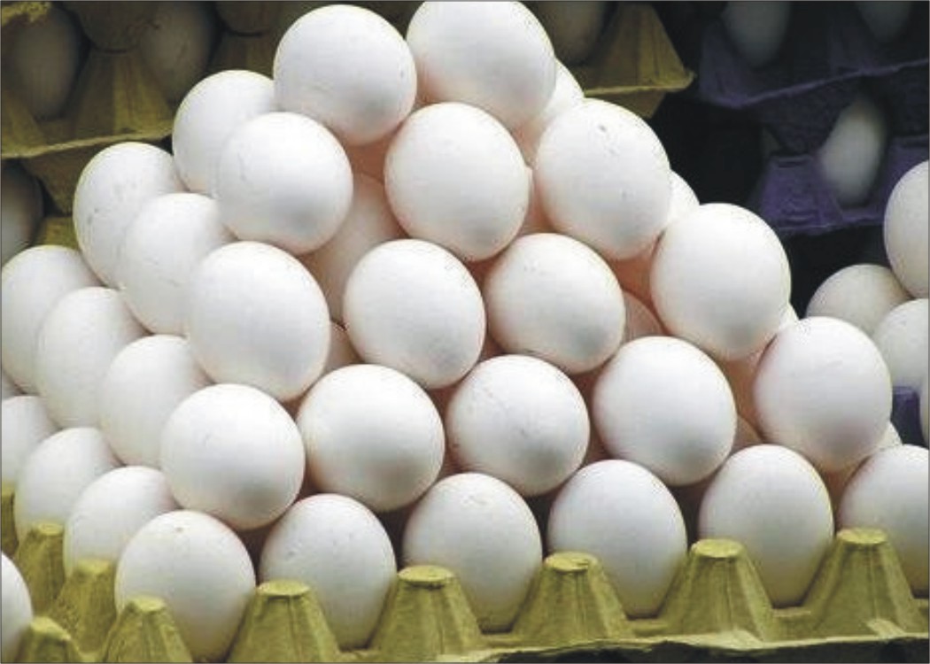 Export Quality Egg