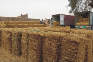 Premium Wheat Straw