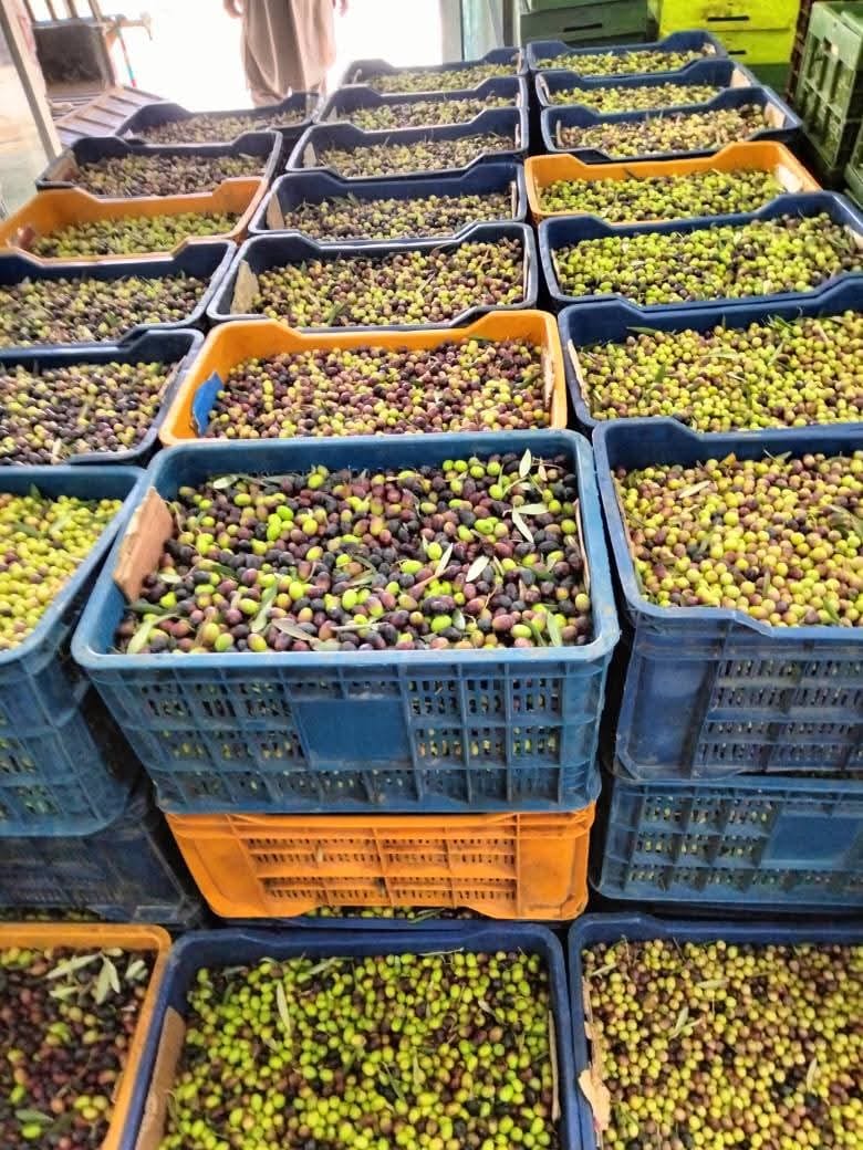 Olive Oil from Pakistan