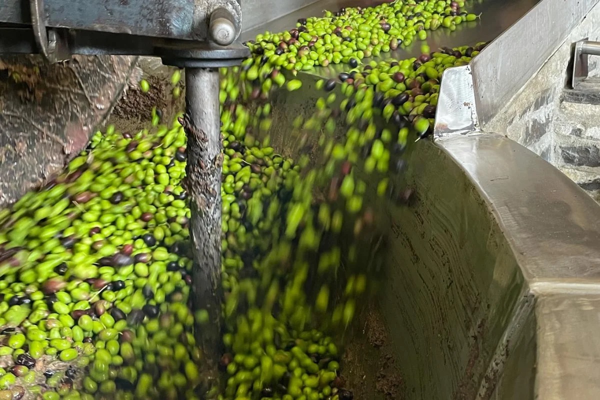 Olive Oil from Pakistan