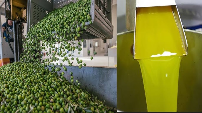 Olive Oil from Pakistan