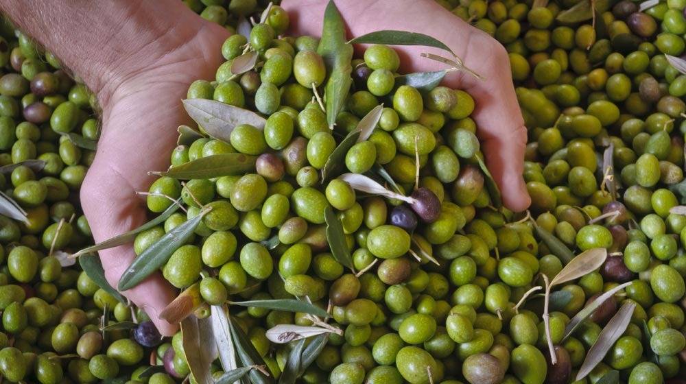 olive oil Liquid Gold