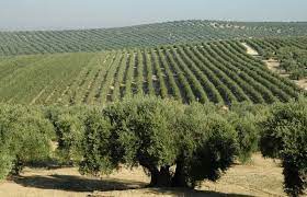 olive oil Liquid Gold