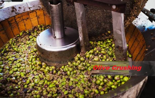 Olive Oil from Pakistan