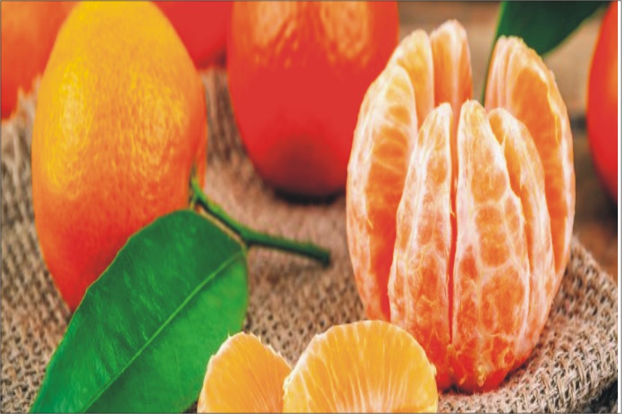 Best Mandarin Season 2025–26