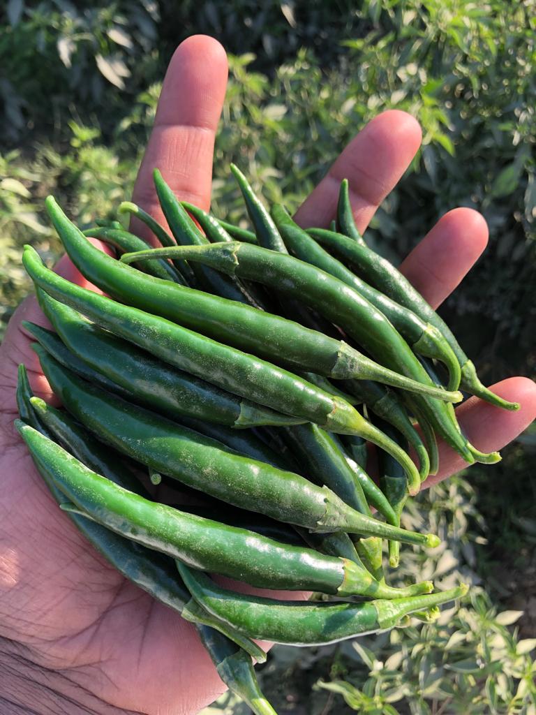 Best Quality Green Chilli 2026