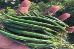 Best Quality Green Chilli 2026